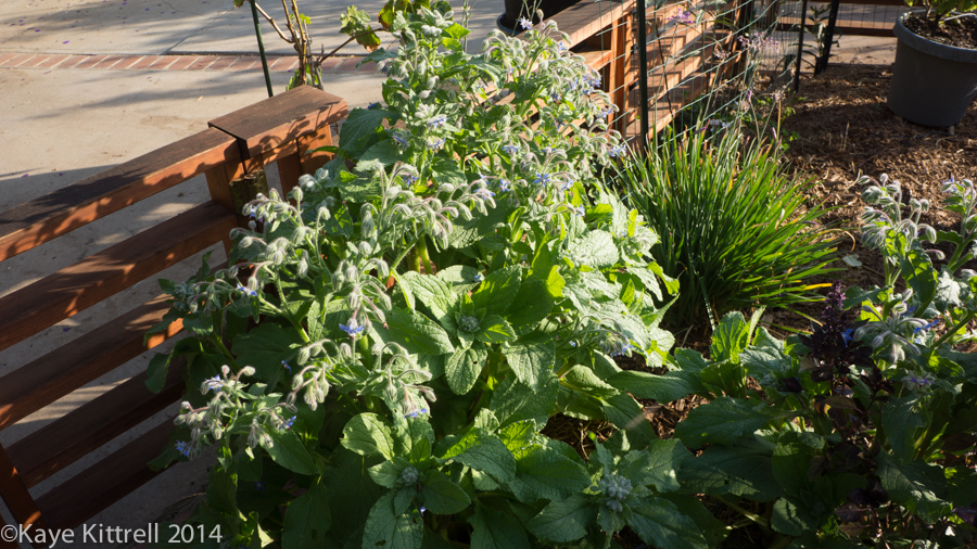 Morning Impressions with Monarchs - borage