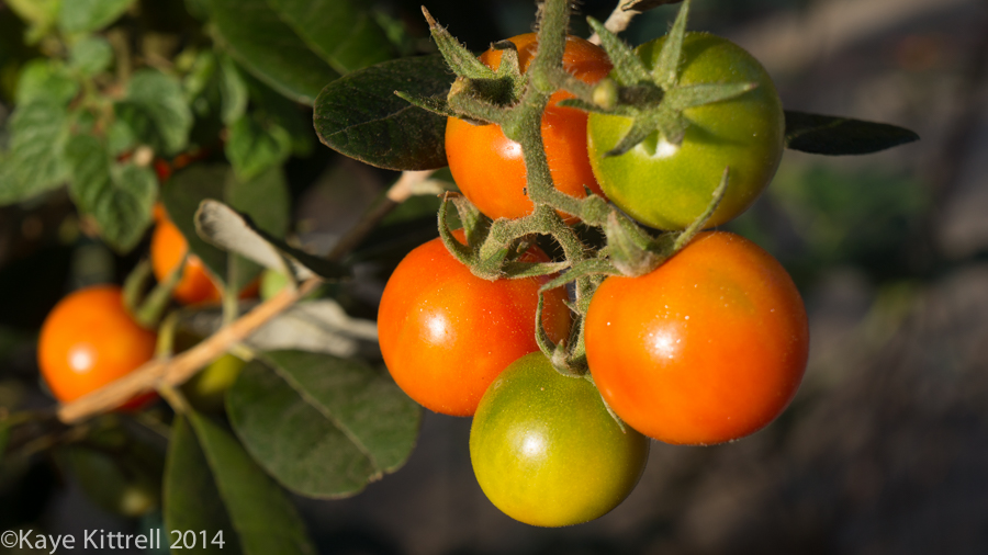 Morning Impressions with Monarchs - tomatoes