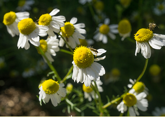 Extreme Garden Makeover Day 1 - German Chamomile