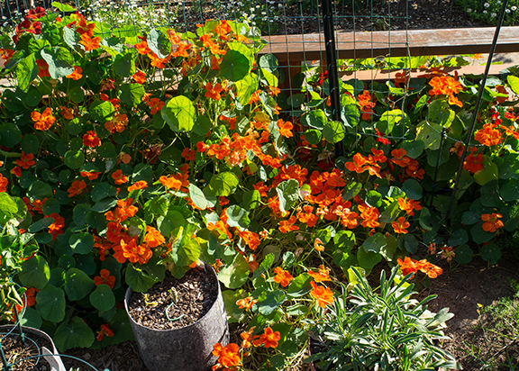 Extreme Garden Makeover Day 1 - Nasturtium