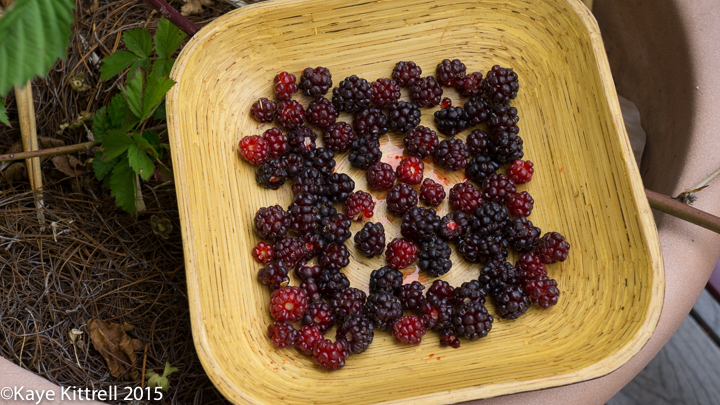 Boysenberry, so Precious so Rare! - bowl of berries