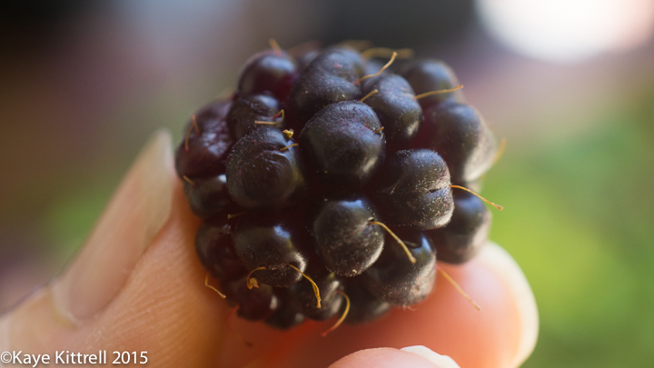 Boysenberry, so Precious so Rare! - berry