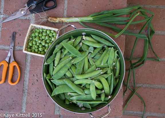Extreme Garden Makeover Day 1 - peas