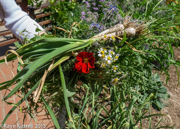 Extreme Garden Makeover Day 1 - salad herbs