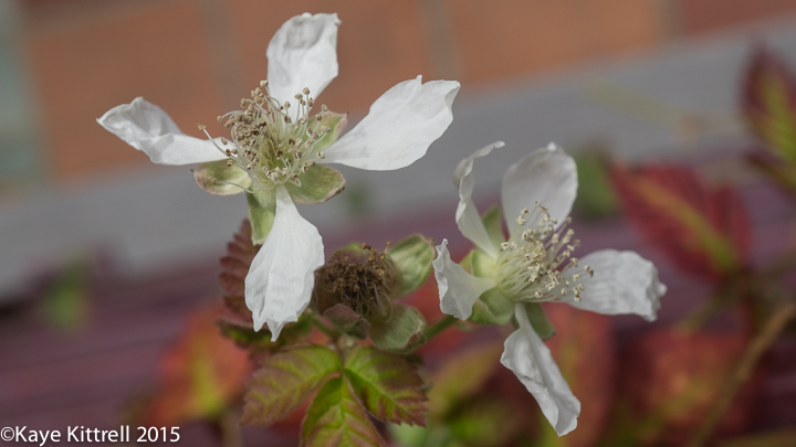 Boysenberry, so Precious, so Rare! - bloom