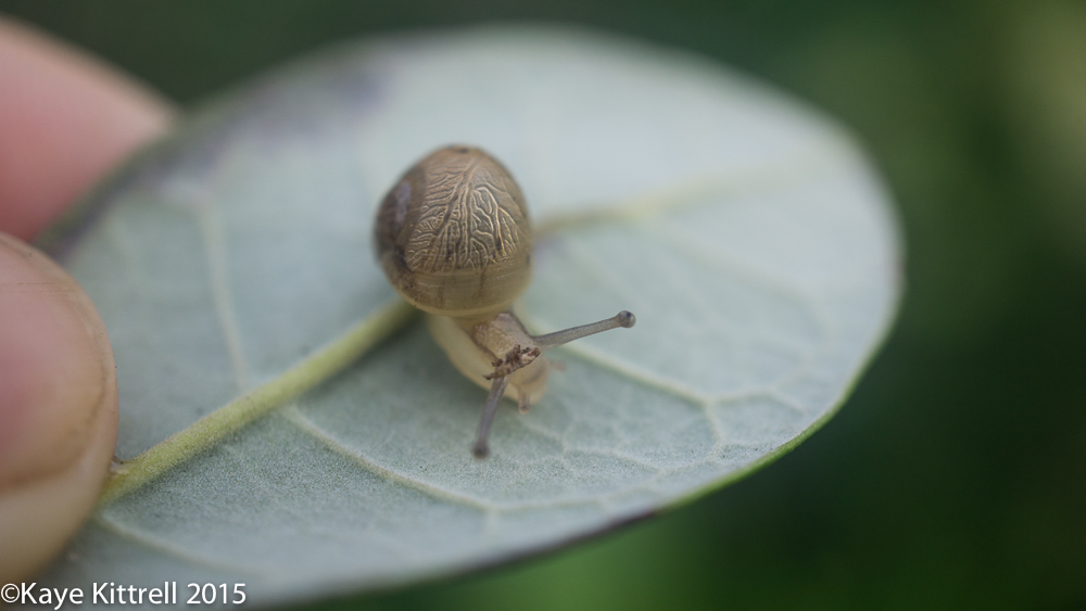 Morning Impressions - snail