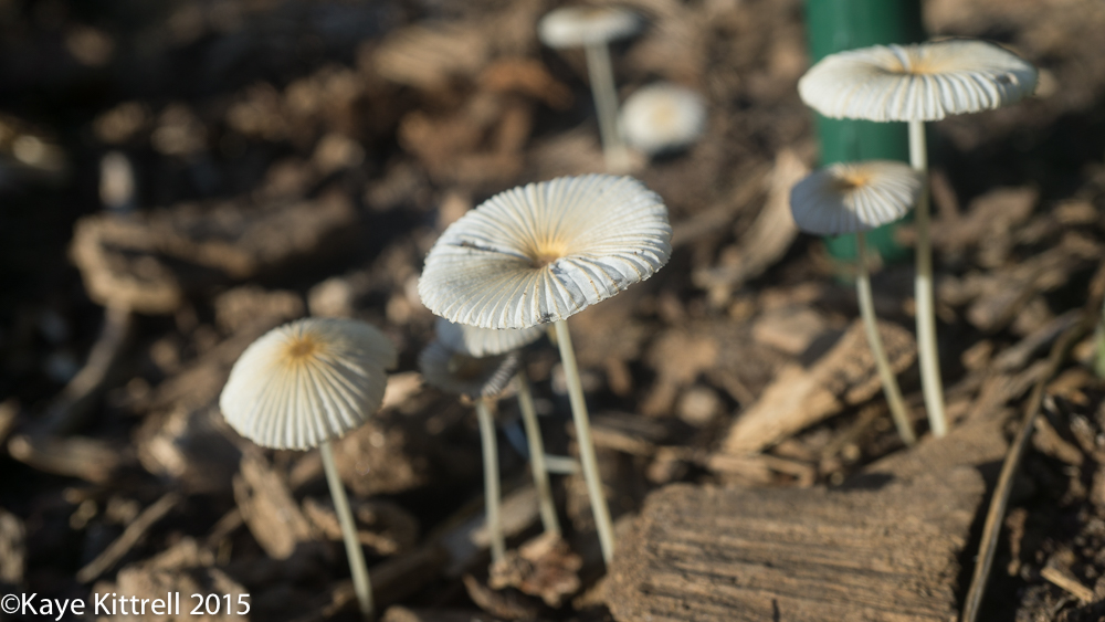 Morning Impressions - fungi