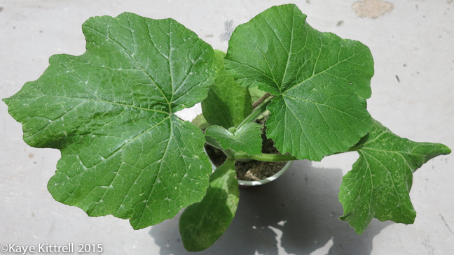 The Ultimate Seed Swap - cushaw