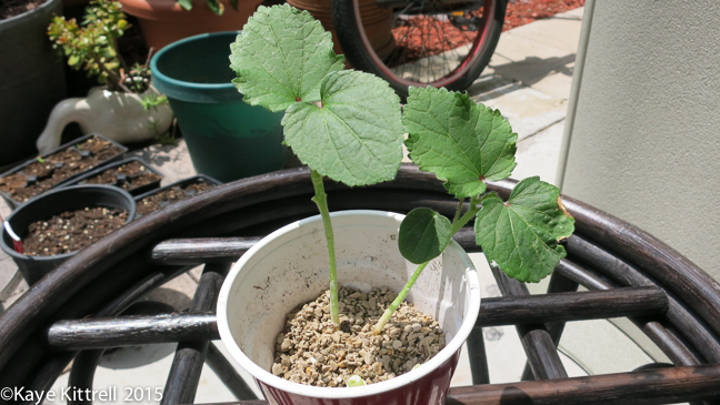 The Ultimate Seed Swap - okra