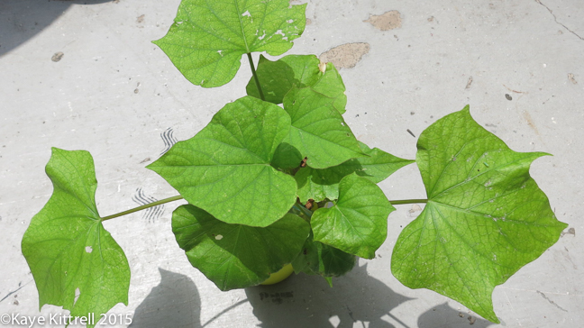 The Ultimate Seed Swap - sweet potato