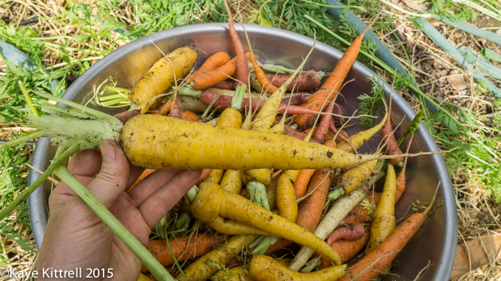 Harvest those carrots!