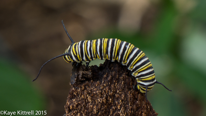 When you know you've got it bad (for beans) - Monarch