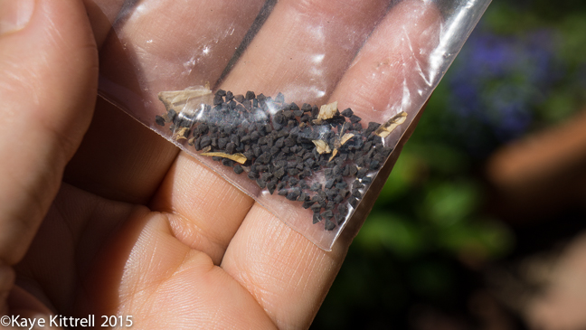 The Ultimate Seed Swap - seeds