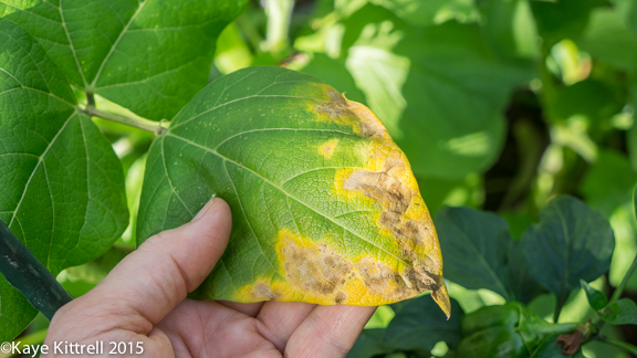 Cutting my losses with melons and beans - blight