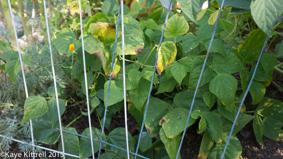 Cutting my losses with melons and beans - contender