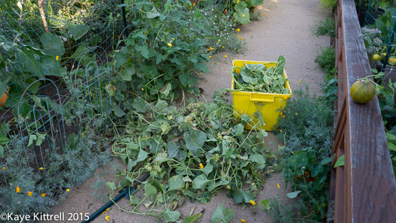 Cutting my losses with melons and beans - vines