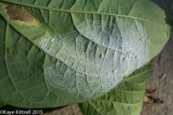 Cutting my losses with melons and beans - whitefly