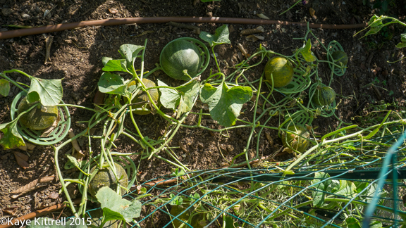 Cutting my losses with melons and beans - remaining vines
