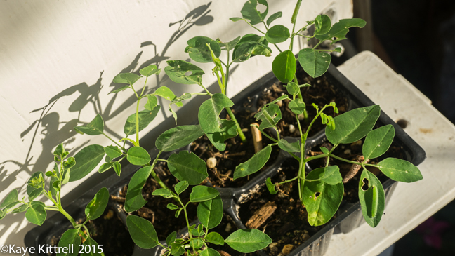 The Ultimate Seed Swap - Moringa