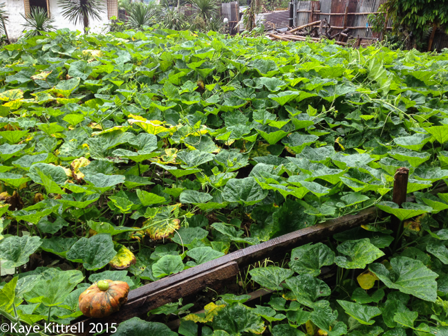The Ultimate Seed Swap - squash