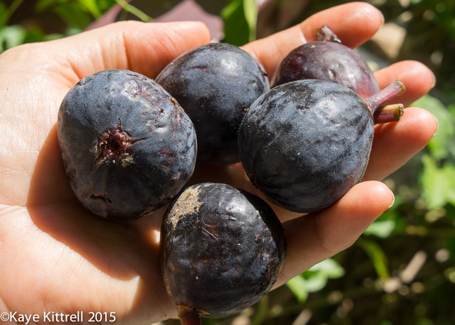 Two 20-minute Farm Box Recipes - figs
