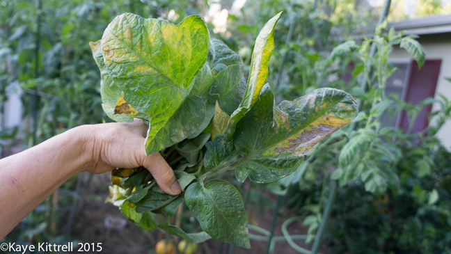 Top 5 Late Bloomer Lessons! - blight on tomato leaves
