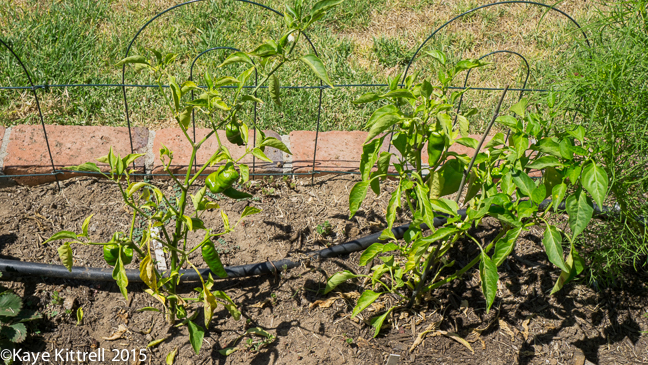 Top 5 Late Bloomer Lessons! - sickly peppers