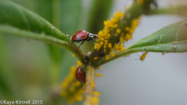 Top 5 Late Bloomer Lessons! - lady beetles-aphids