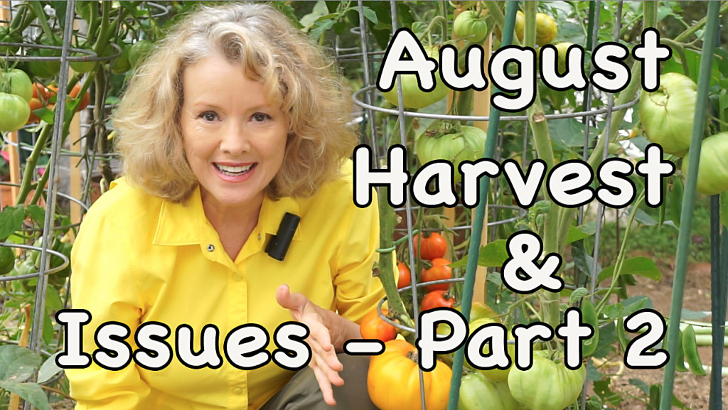 August Harvest & Issues - 2 Episodes! - Part 2