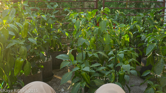My Slice of Pepper Heaven - point of view