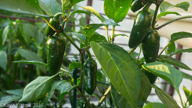 My Slice of Pepper Heaven - Jalapeño