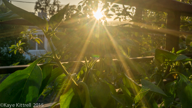 My Slice of Pepper Heaven - sunset