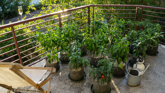 My Slide of Pepper Heaven - pepper plants