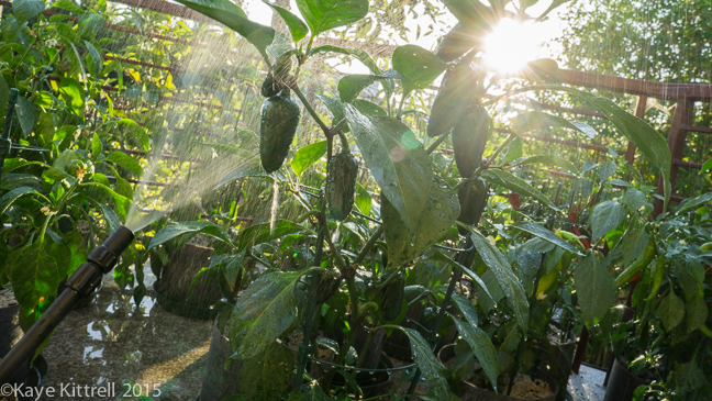 My Slice of Pepper Heaven - spraying peppers