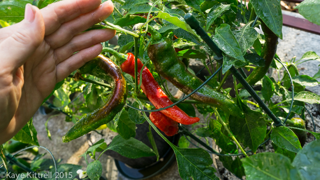 My Slice of Pepper Heaven - Jimmy Nardello peppers