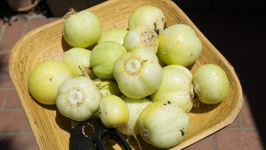 August Harvest & Issues - 2 Episodes! - lemon cucumber