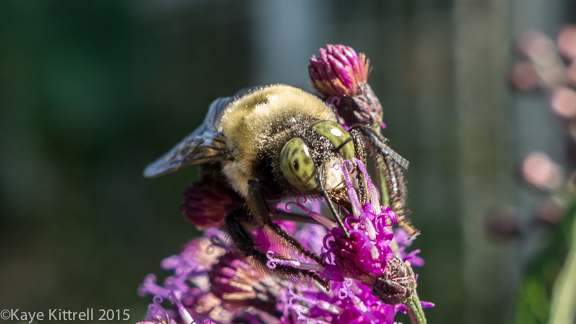 Files from the Road: Growing Loofah - Bumblebee
