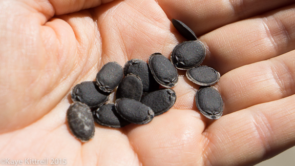 Files from the Road: Growing Loofah - Dried loofah seeds