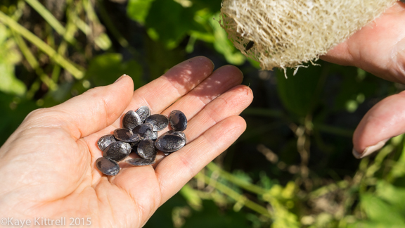 Files from the Road: Growing Loofah - shaking out the seeds