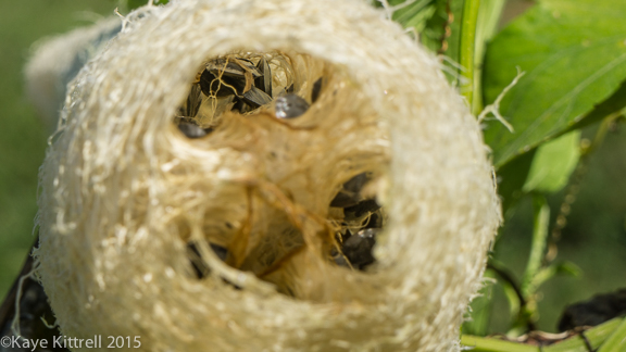 Files from the Road: Growing Loofah - Seeds