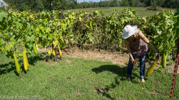 Files from the Road: Growing Loofah - Loofah vines