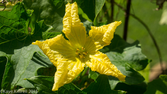 Files from the Road: Growing Loofah - Loofah blossom