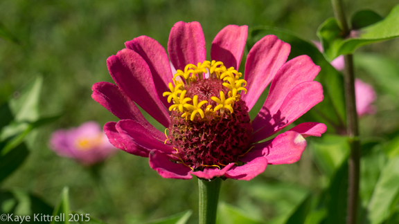 Files from the Road: Growing Loofah - Zinnia