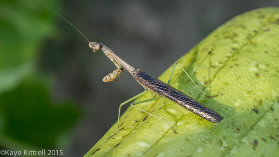 Files from the Road: Growing Loofah - Praying Mantis