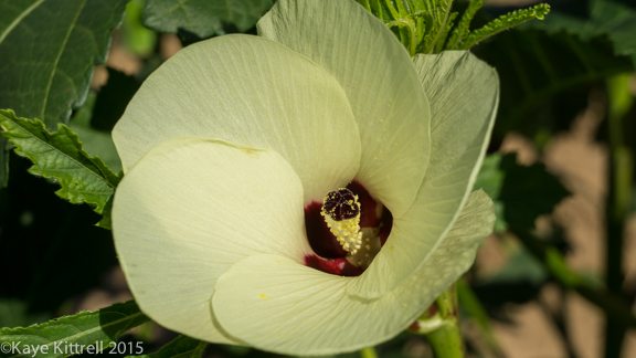 Files from the Road: Growing Loofah - Okra blossom
