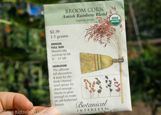 Grow Broomcorn for Making Brooms & Fall Decor - Order Seed