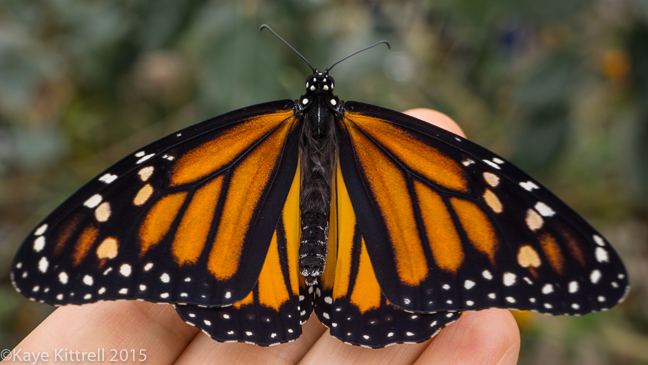 Lament for a Garden Hat and Teacup - Monarch