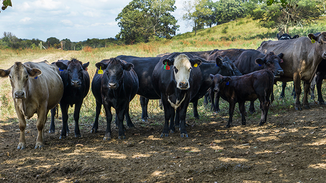 Mob Grazing in Tennessee - cows