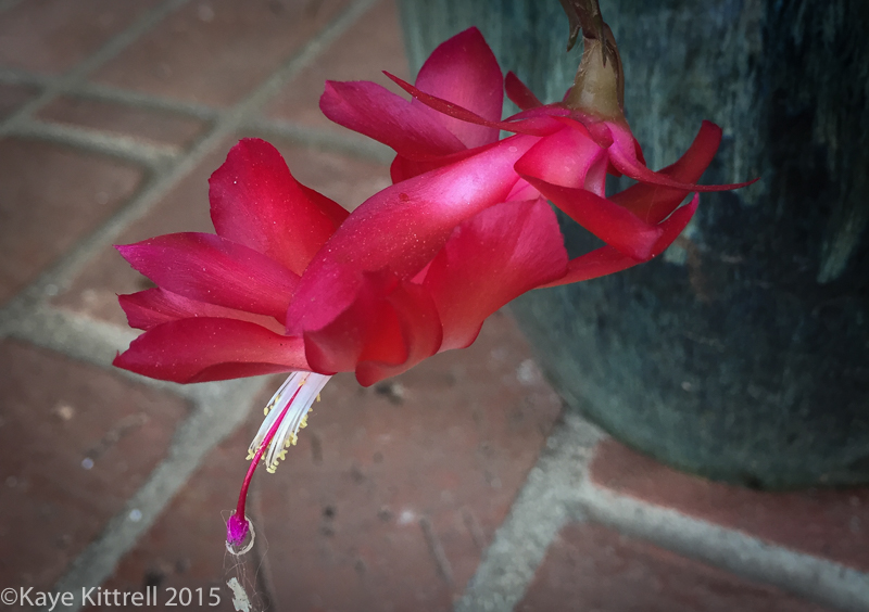 Gardening as Therapy on New Year's