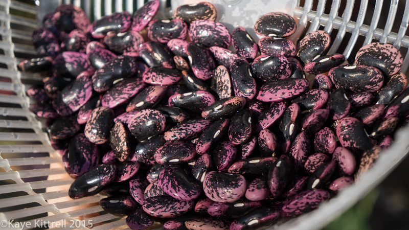 Chili Recipe with Scarlet Runner Beans - beans